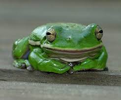frog