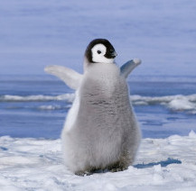 penguins
