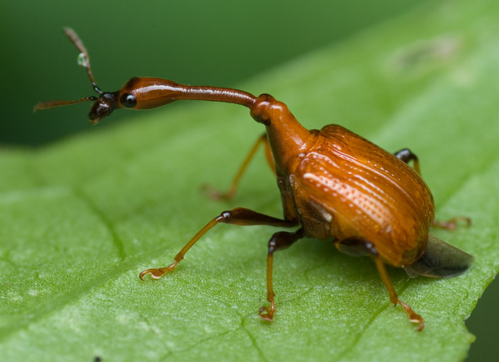 long-necked insect