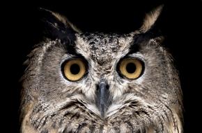 owl
