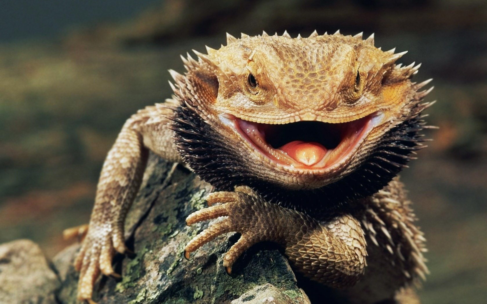 lizard
