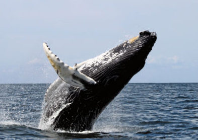 humpback whale
