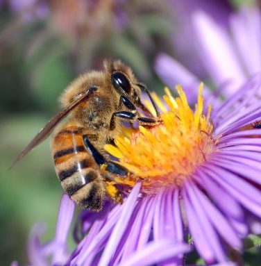 honey bee