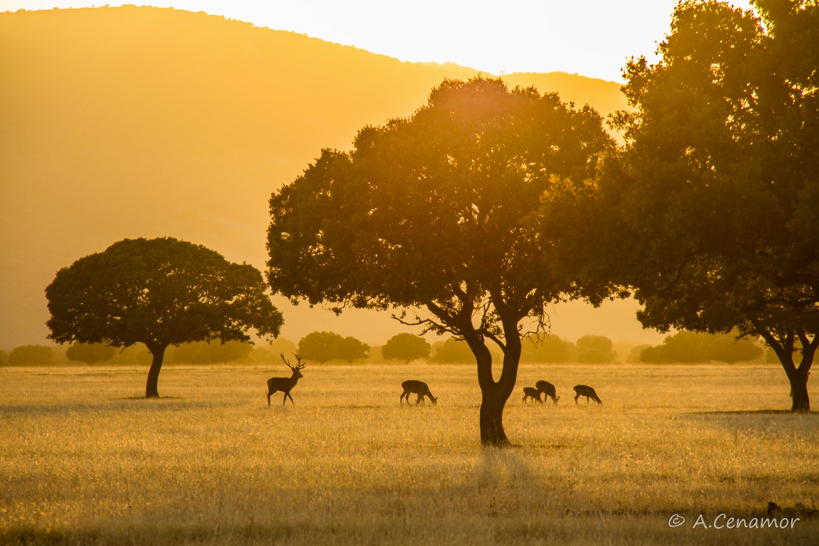 Serengeti