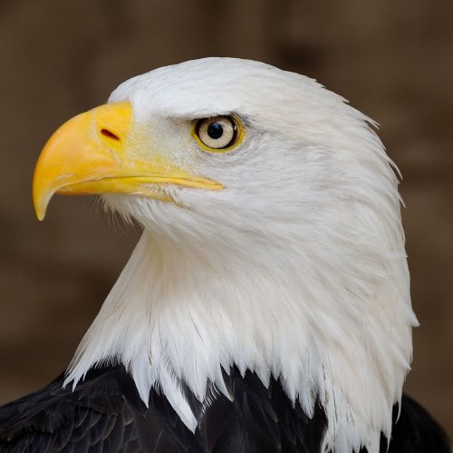 bald eagle