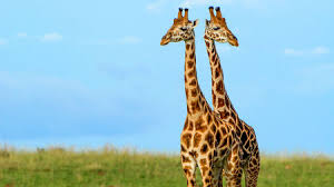 giraffes