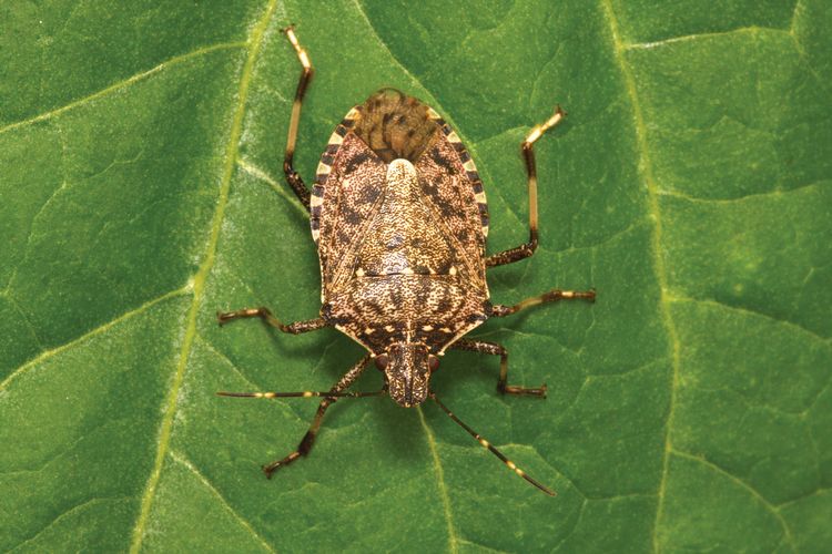 stinkbug