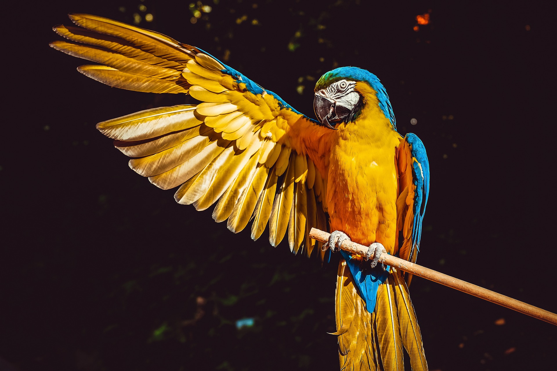 a parrot stretching its one arm out while perched on a branch